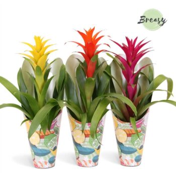 Guzmania Happy Gift