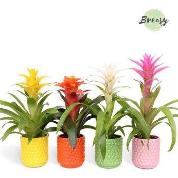 Guzmania Happy Siena