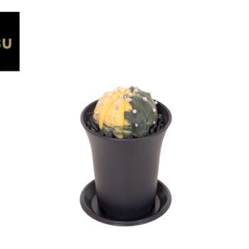 Astrophytum Asterias Variegated