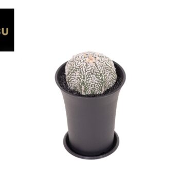 Astrophytum Asterias Super Kabuto XL