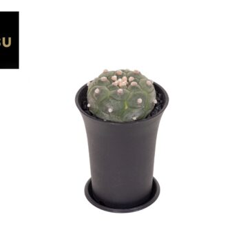 Astrophytum Asterias Kikko Lizard Skin XL