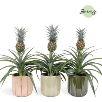 Ananas Mi Amigo Peru