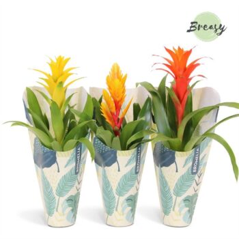 Bromelia Nature Kraft