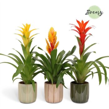 Bromelia Nature Peru