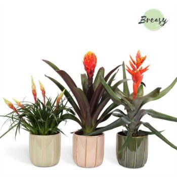 Bromelia Royal Nature Peru