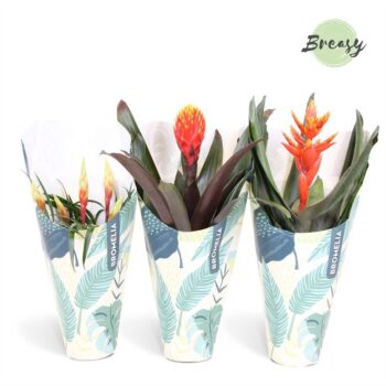Bromelia Royal Nature Kraft