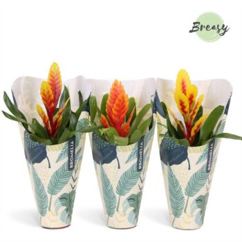 Vriesea Nature Kraft