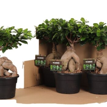 Ficus micr. Ginseng in kunststof pot in fust 348