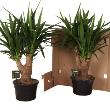 Yucca elephantipes vertakt in fust 352