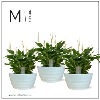 Spathiphyllum 17 cm 'Chopin' in Ribana schaal Mimesis