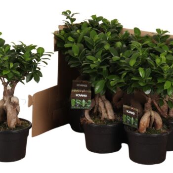 Ficus micr. Ginseng in fust 348