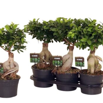 Ficus micr. Ginseng in fust 955