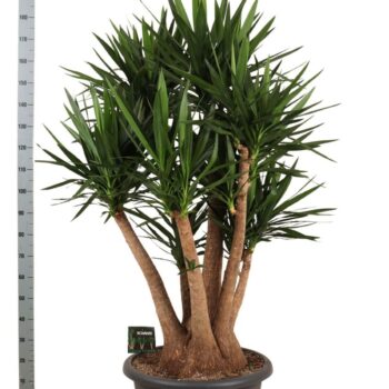 Yucca elephantipes vertakt (belading dubbele CC)
