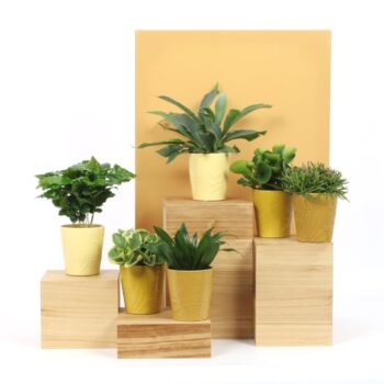 Groenmix Mosh & Sharik 12CM