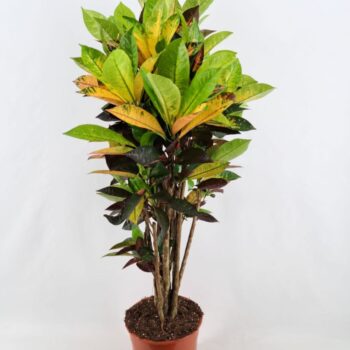 Codiaeum Iceton vertakt 26 cm