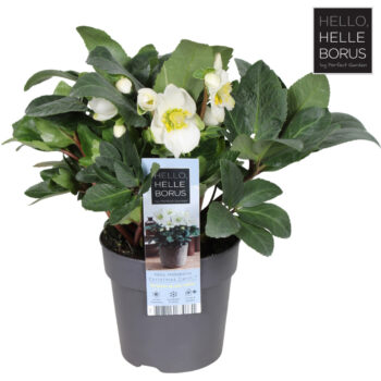 Helleborus niger 'Christmas Carol Early' XL P12