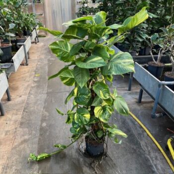 Scindapsus mosstok 22/19 h140