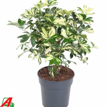 Schefflera Trinette 1ft P21