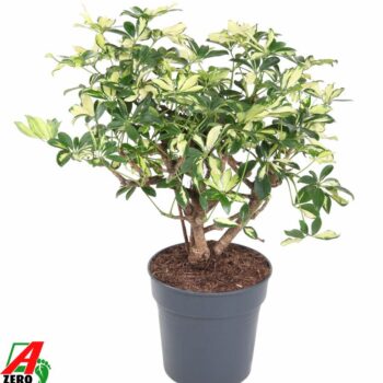 Schefflera Trinette 1ft P24