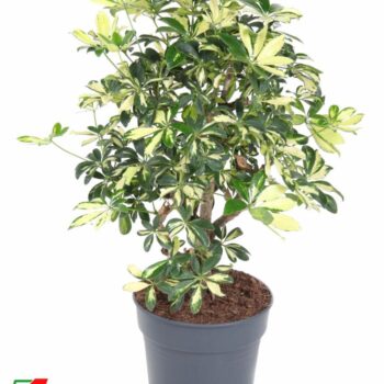 Schefflera Trinette 1,5ft P24