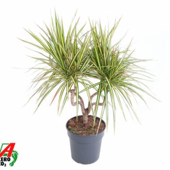 Dracaena Sunray kandelaar P21
