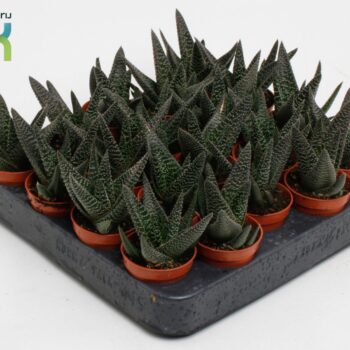 Haworthia Gasworthia 'Royal Highness