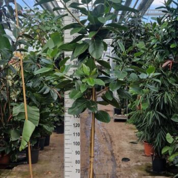 Ficus Altissima gedraaide stam 300