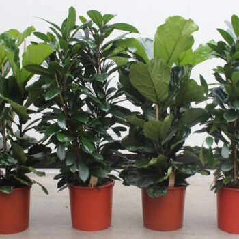 Ficus mixkar 3 per pot