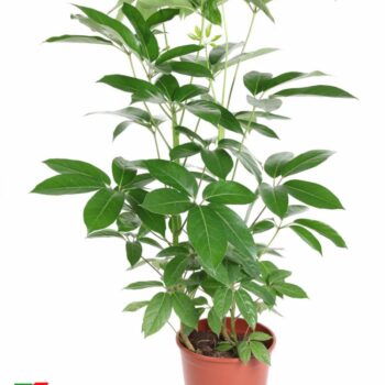 Schefflera Amata 3PP P31