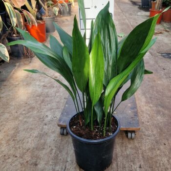 Aspidistra XL