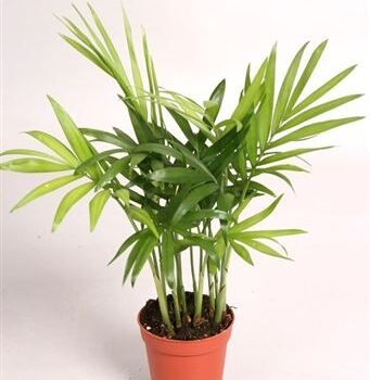 Chamadorea Elegans