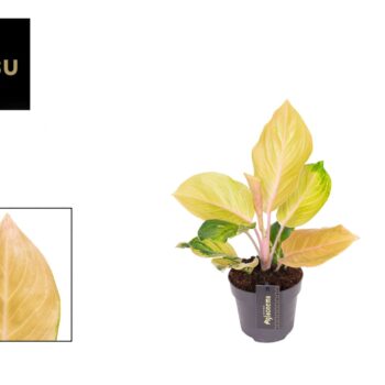 Aglaonema Cricket Pink