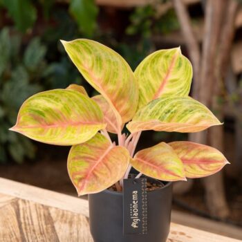 Aglaonema Rose Parakeet