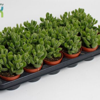 Cotyledon Ladismithiensis