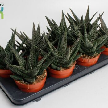 Haworthia Gasworthia 'Royal Highness'