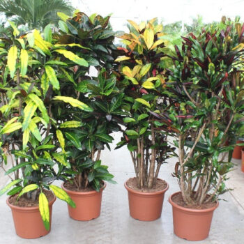 Codiaeum mix (Croton mix)