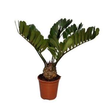 Zamia furfuracea 8+ leave