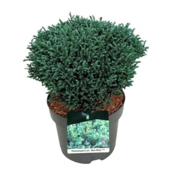 Chamaecyparis p. 'Blue Moon' PBR