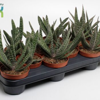 Gasteria Carinata 'Big Ben