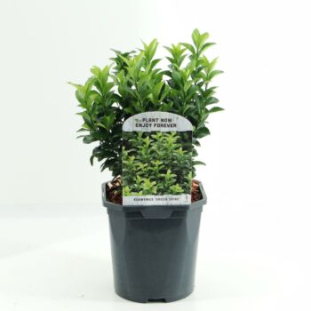 Euonymus jap. 'Green Spire'