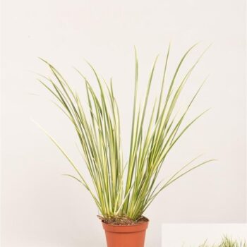 Acorus gram. 'Variegatus'