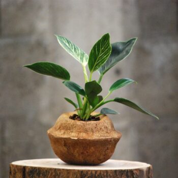 Sapucaia Planter