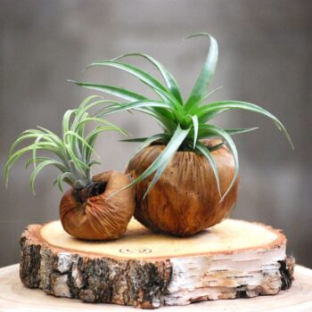 Talami duo op boomschijf L