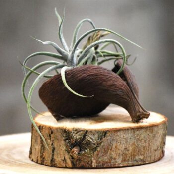 Sterculia Chill op boomschijf A