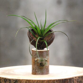 Sterculia Trofie op boomstam C