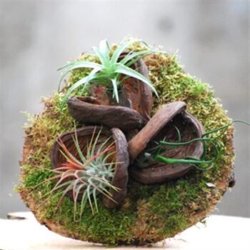 Wall art Sterculia Moss