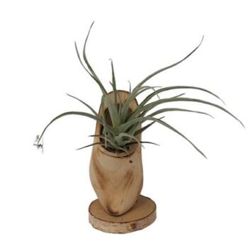 Tillandsia in Klompje