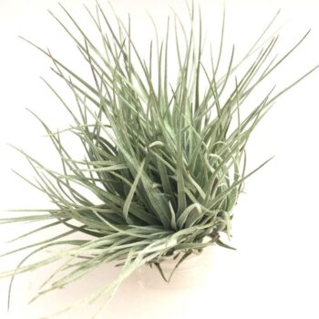 Tillandsia 'Cotton Candy' zonder bloem