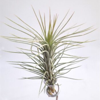 Tillandsia 'Funckiana'