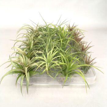 Tillandsia gemengd
